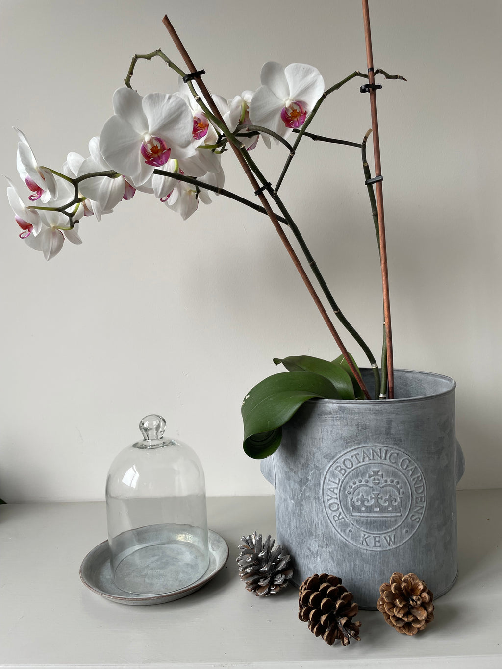 GLASS BELL JAR 11x17cm