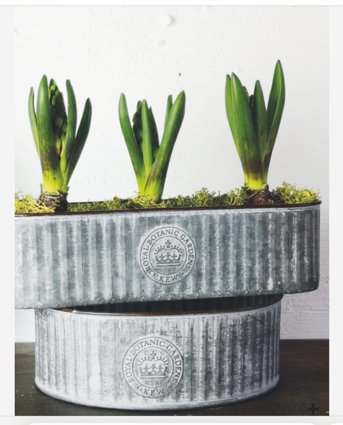Kew Gardens Round Ribbed Zinc Cactus Planter