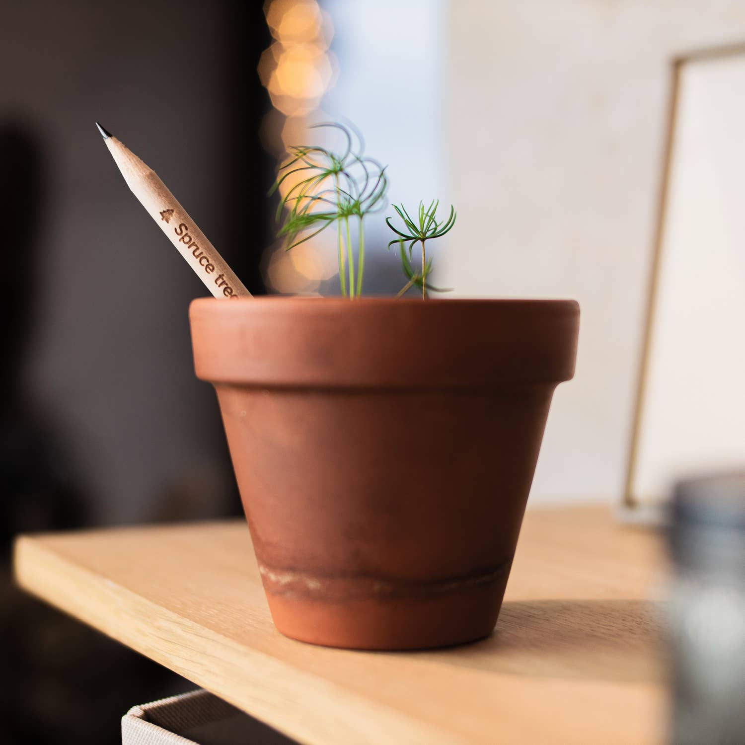 SproutWorld Plantable Pencils | X-mas · 5 pack