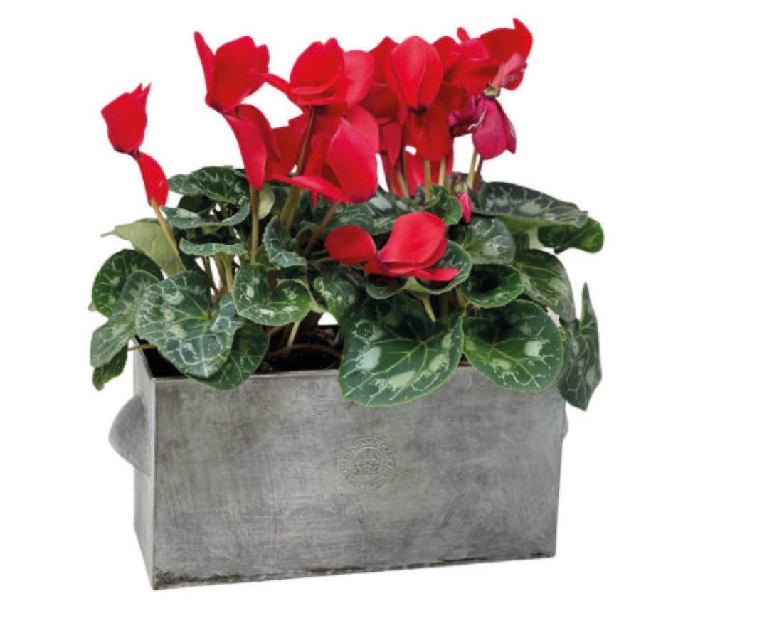 Kew Gardens Rectangular Planter|Zinc Metal Plant Pot|with handles