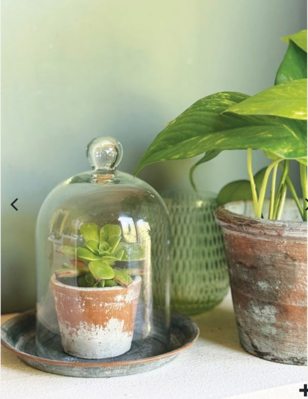 GLASS BELL JAR 11x17cm