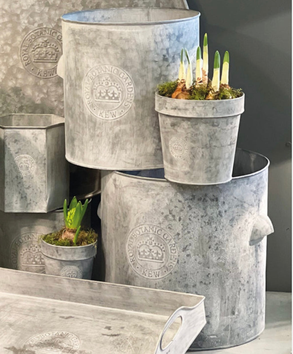 Kew Gardens Zinc pot|Metal Planter|With Rim