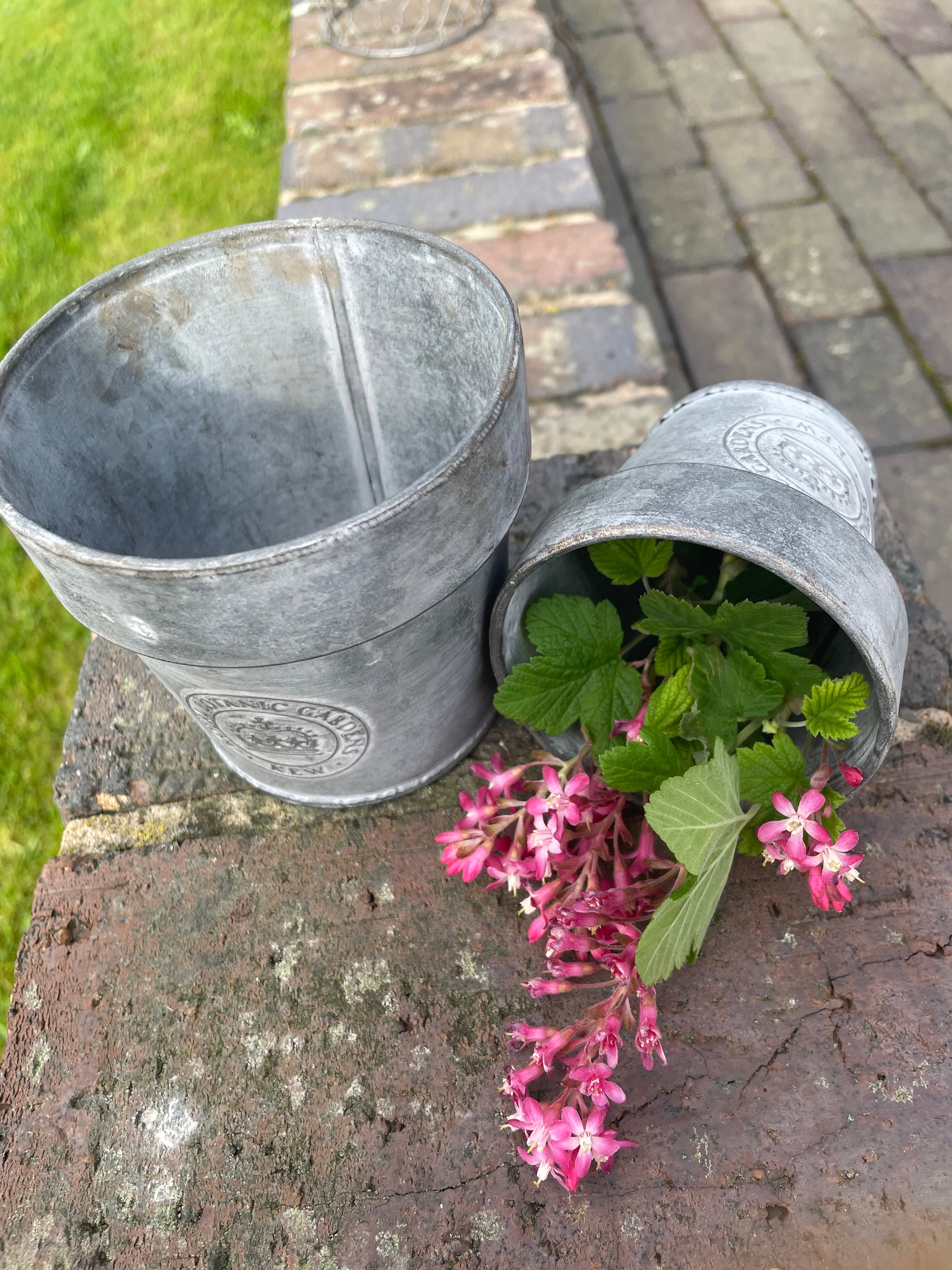 Kew Gardens Zinc pot|Metal Planter|With Rim