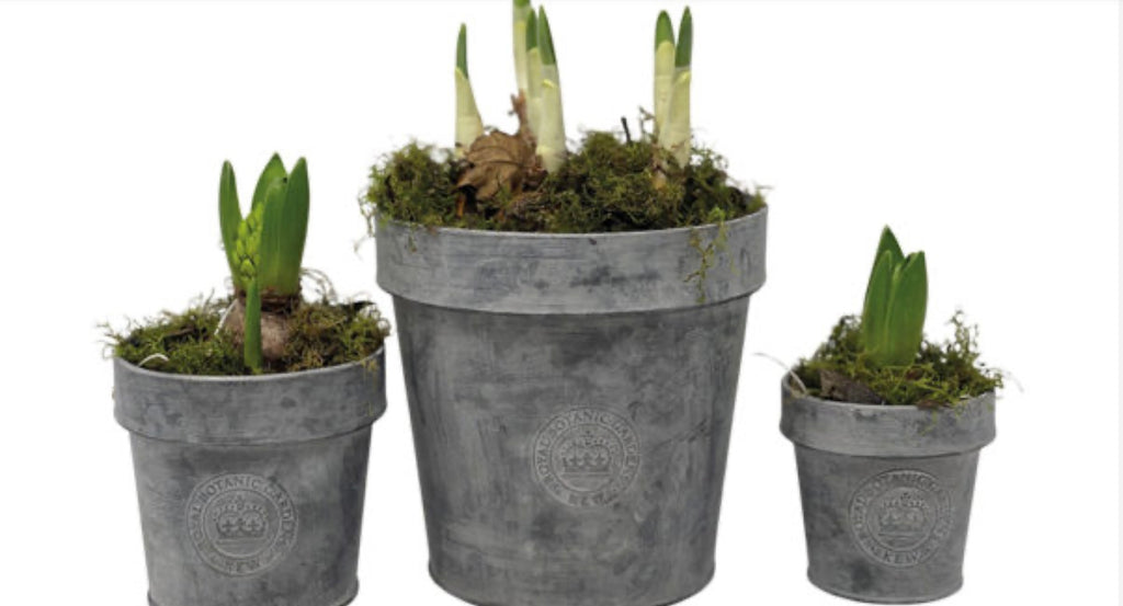 Kew Gardens Zinc pot|Metal Planter|With Rim