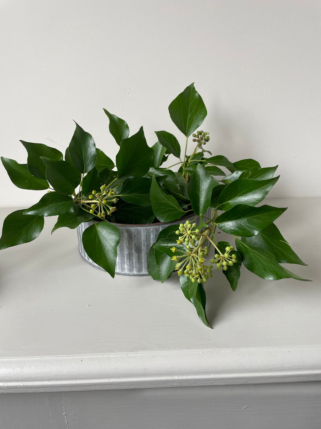 Kew Gardens Round Ribbed Zinc Cactus Planter