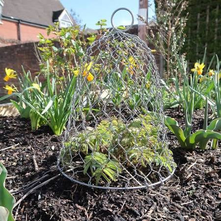 Zinc Garden Cloche – Medium