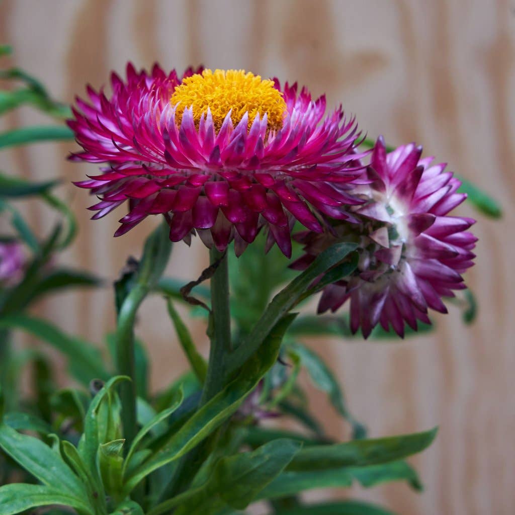 SproutWorld Plantable Pencils | Happy Bee · 5 Pack