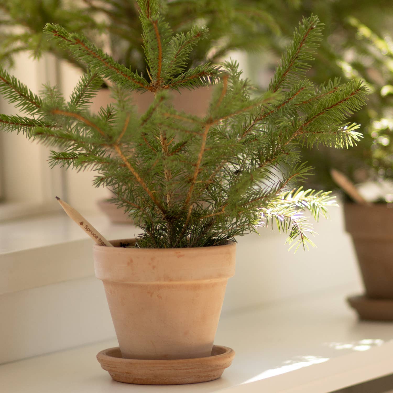 SproutWorld Plantable Pencils | X-mas · 5 pack